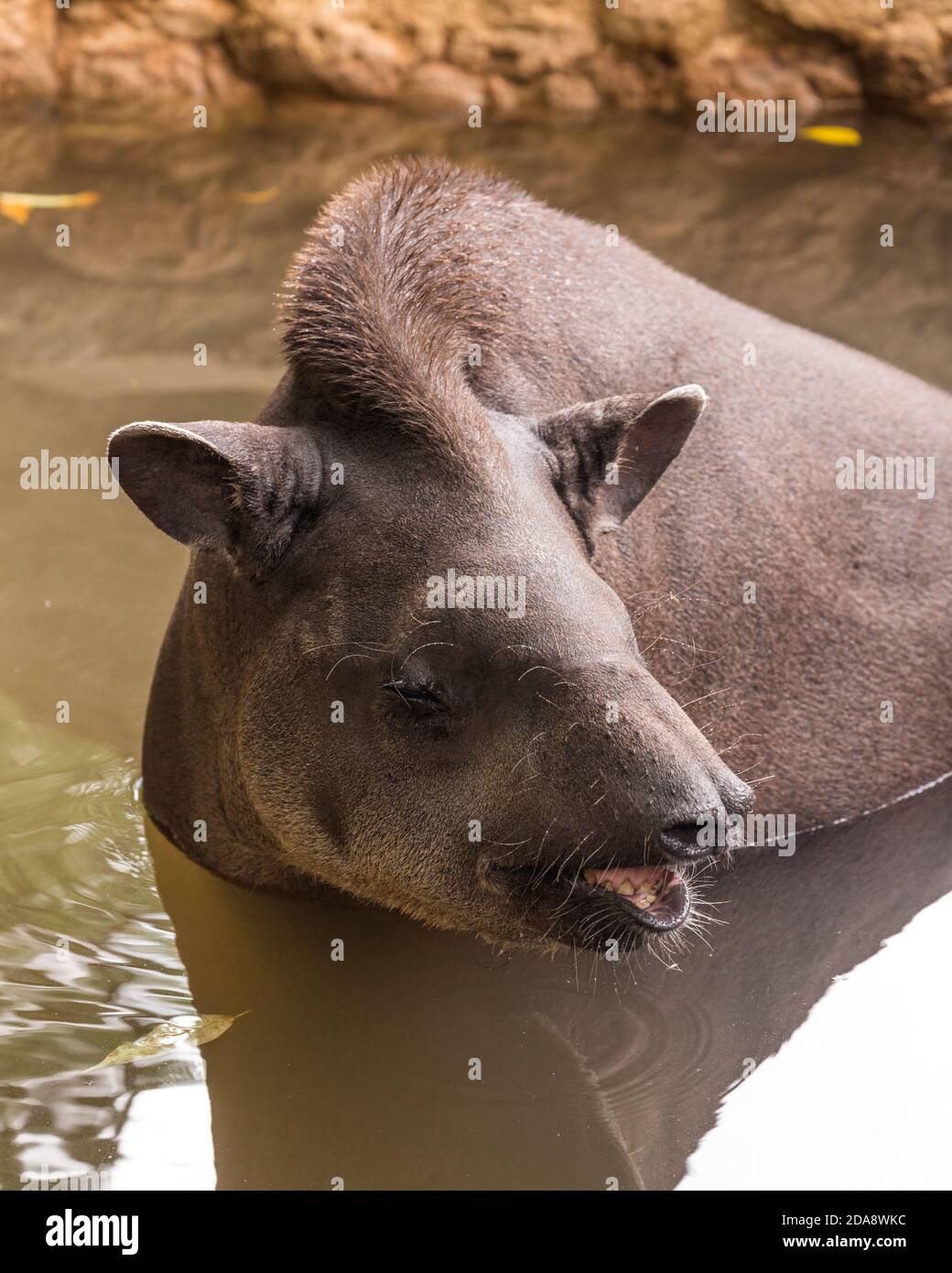 Le Tapir sud-américain, le Tapir brésilien ou le Tapir des basses terres, Tapirus terrestris, est le plus grand mammifère terrestre indigène de l'Amazonie. Illustré ici s Banque D'Images