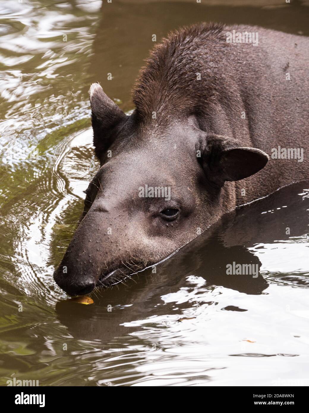Le Tapir sud-américain, le Tapir brésilien ou le Tapir des basses terres, Tapirus terrestris, est le plus grand mammifère terrestre indigène de l'Amazonie. Les tapirs dépensent Banque D'Images
