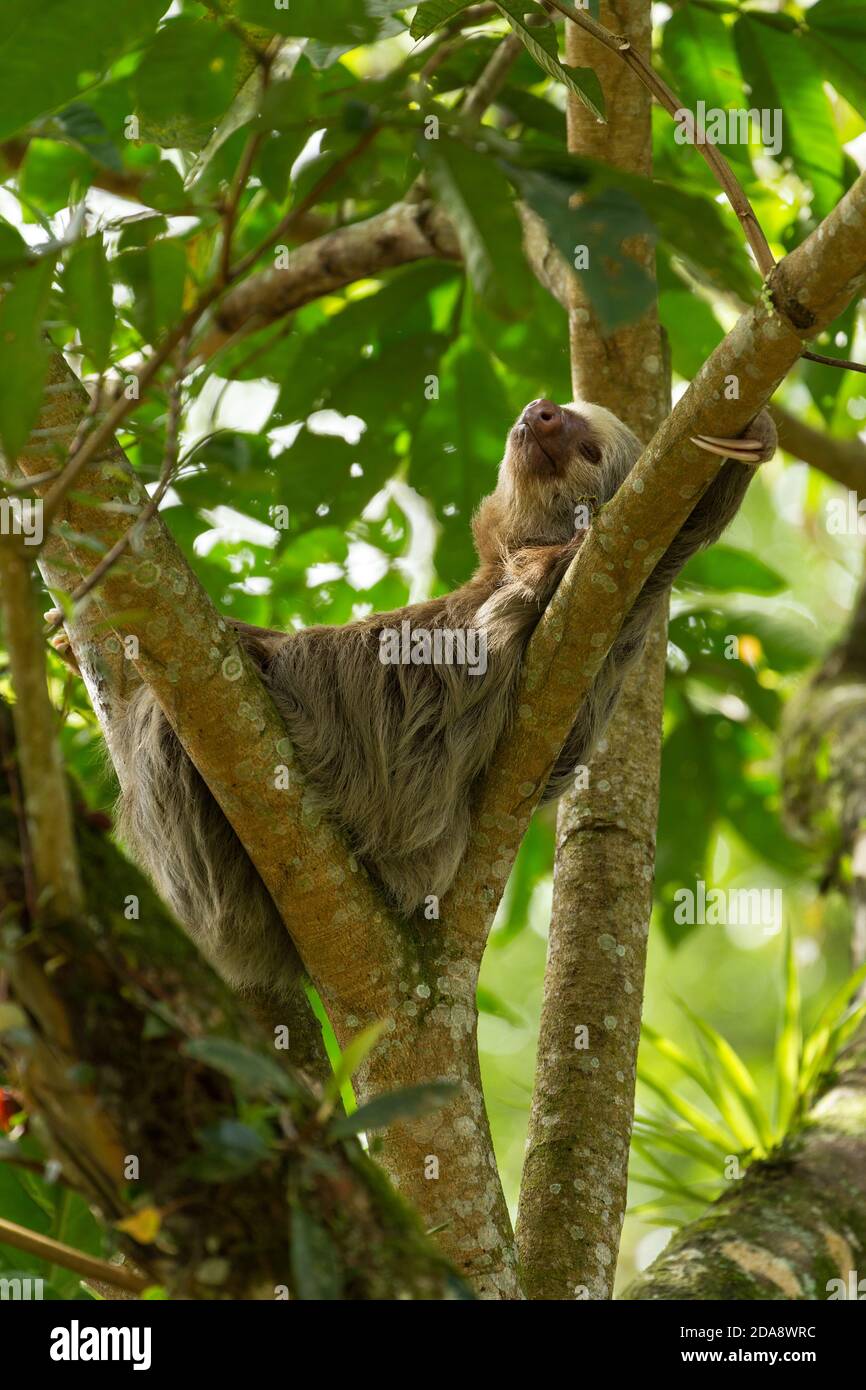 Le Sloth à deux doigts de Hoffman vit dans des arbres de la forêt tropicale d'Amérique centrale et d'Amérique du Sud. Banque D'Images