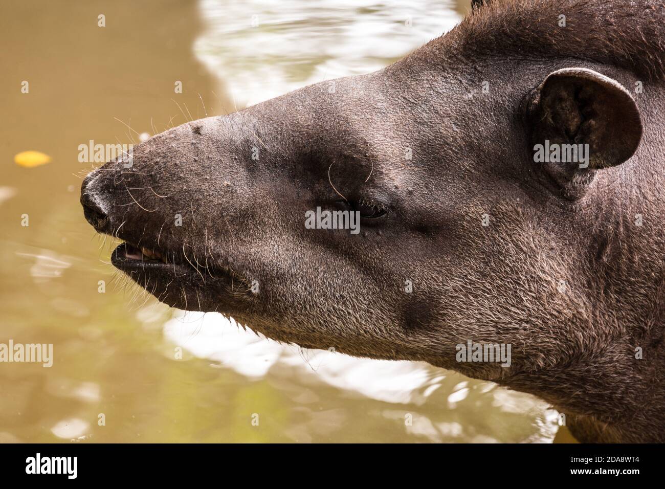 Le Tapir sud-américain, le Tapir brésilien ou le Tapir des basses terres, Tapirus terrestris, est le plus grand mammifère terrestre indigène de l'Amazonie. Illustré ici s Banque D'Images