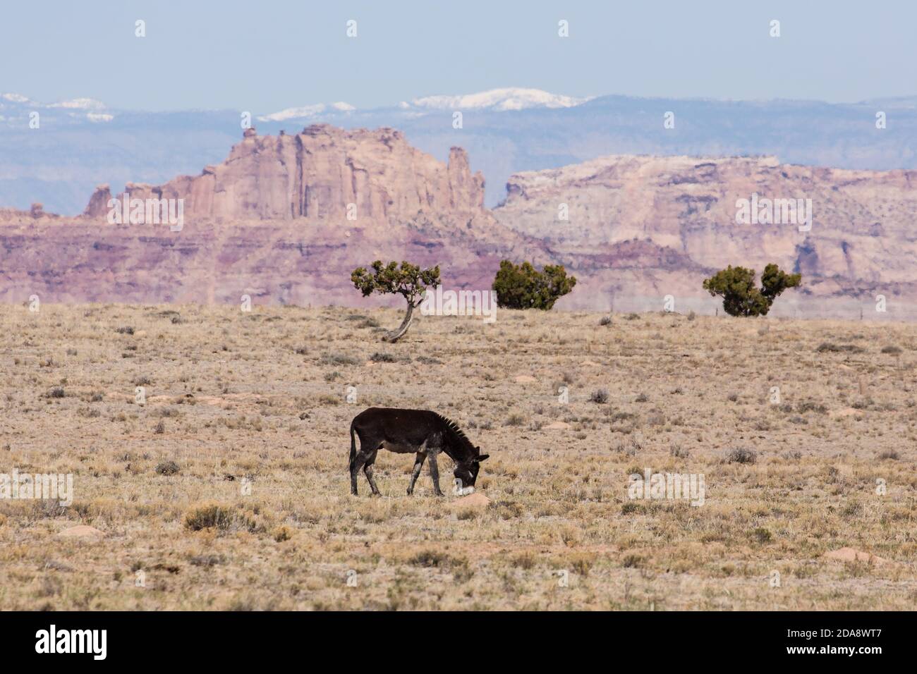 Un burro sauvage sur le San Rafael gonfle dans le centre de l'Utah avec les montagnes enneigées de Wasatch derrière. Utah, États-Unis. Banque D'Images