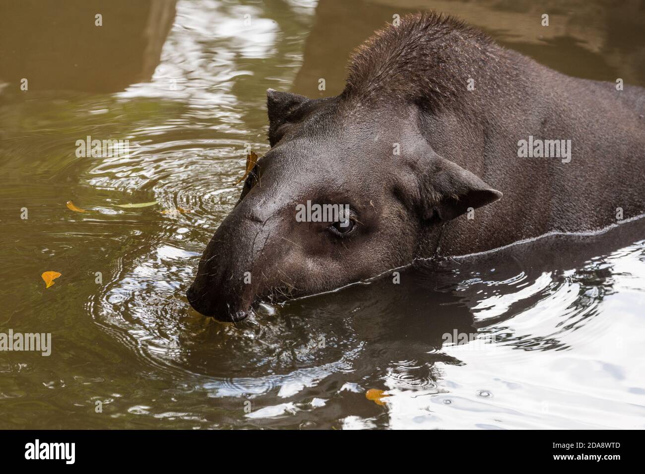 Le Tapir sud-américain, le Tapir brésilien ou le Tapir des basses terres, Tapirus terrestris, est le plus grand mammifère terrestre indigène de l'Amazonie. Les tapirs dépensent Banque D'Images