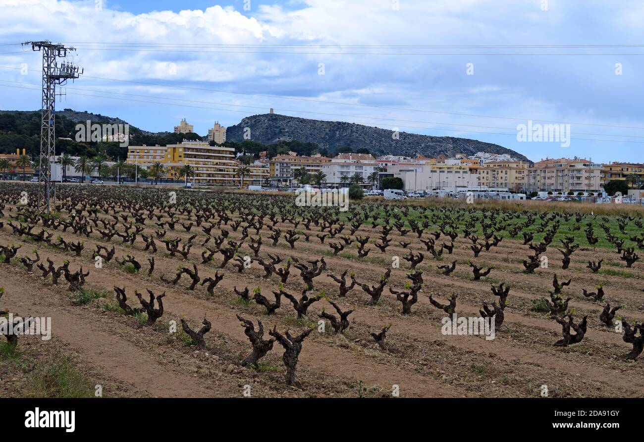 Vignoble, Moraira, proche, région viticole Alicanti, Espagne, Espana, Viticulture Banque D'Images