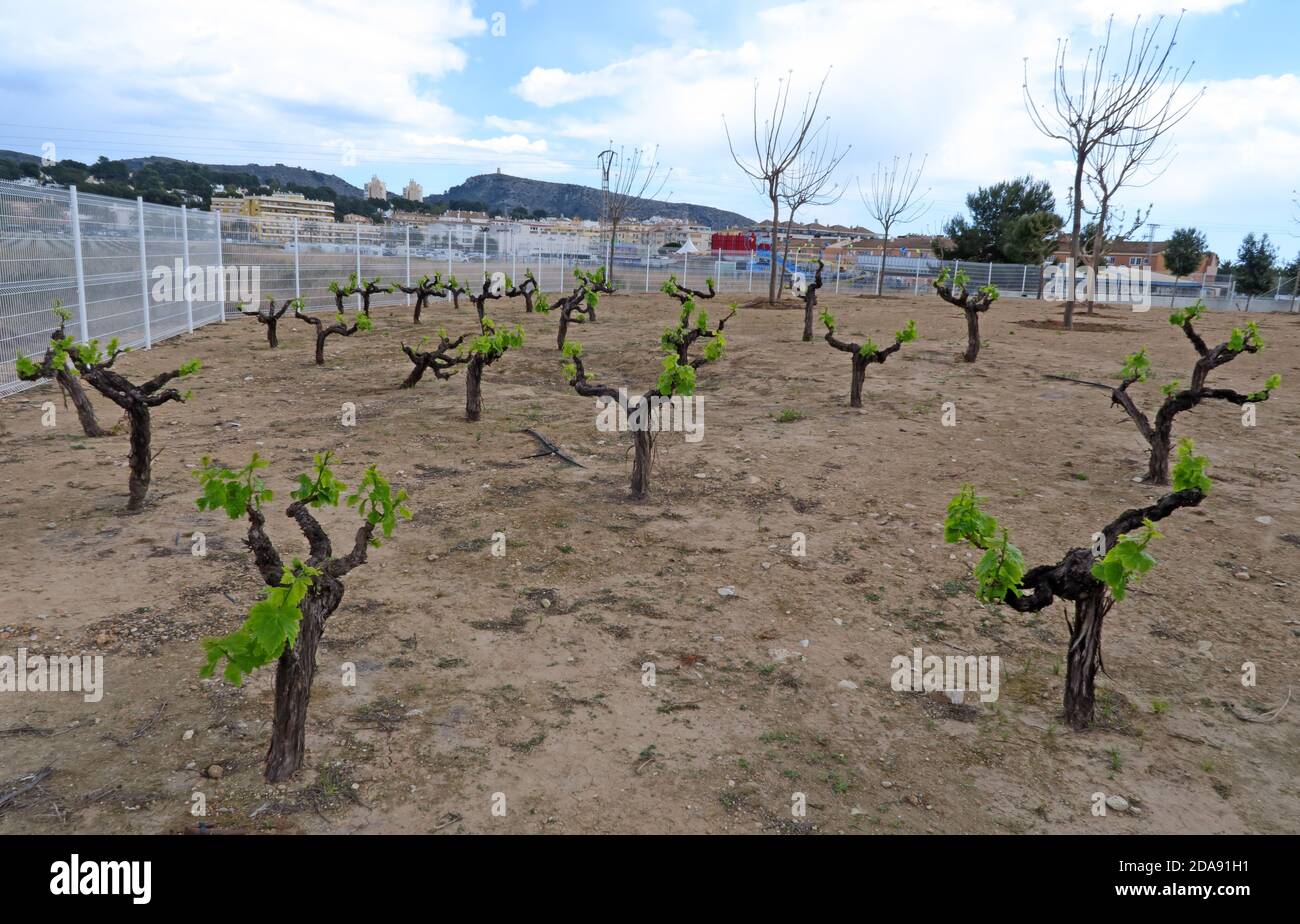 Vignoble, Moraira, proche, région viticole Alicanti, Espagne, Espana, Viticulture Banque D'Images