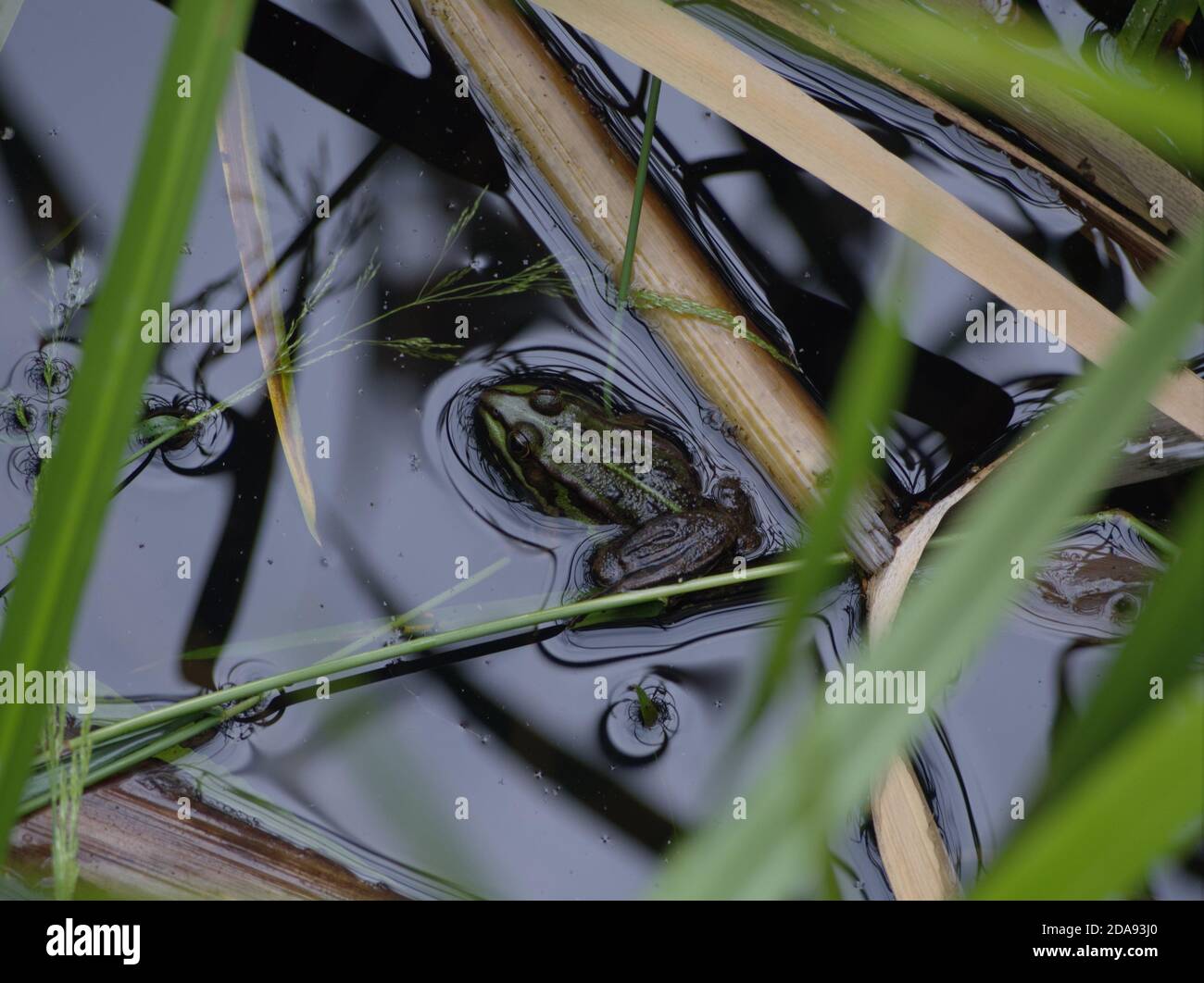 Une grenouille est assise dans l'eau dans la nature à jena Banque D'Images