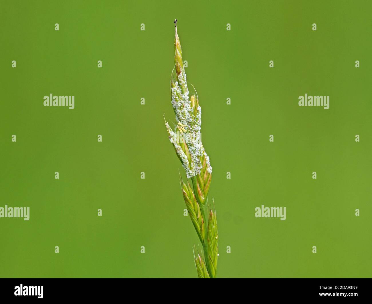 Des caisses vides d'œufs d'espèces de papillons avec des chenilles minuscules récemment apparues sur la tête de semence d'herbe dans le pré à Cumbria, Angleterre, Royaume-Uni Banque D'Images