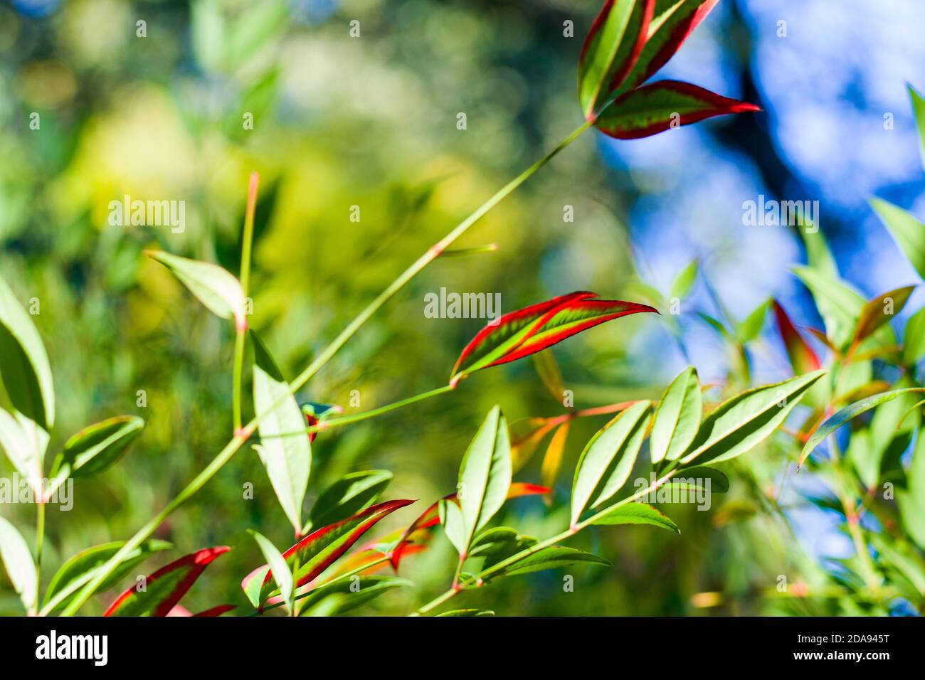 Nandina domestica feuilles sur le fond bokeh, fond de la nature, rouge et vert Banque D'Images