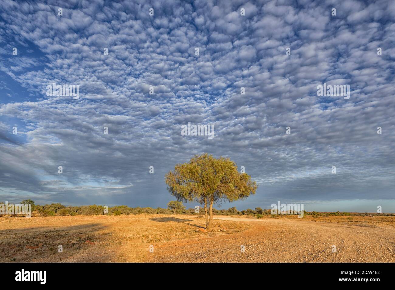 Arbre isolé sous un ciel de maquereau à l'aube dans l'Outback, Queensland, Queensland, Australie Banque D'Images