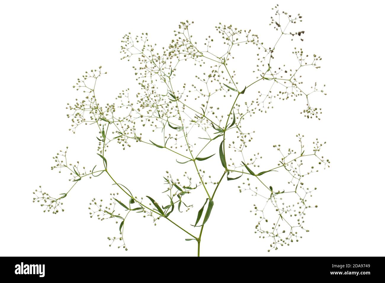 Brindilles aux fleurs de Gypsophila (fleurs du souffle du bébé), isolées sur fond blanc Banque D'Images