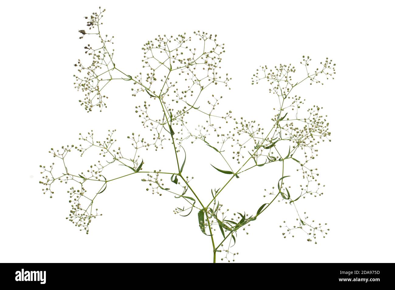 Brindilles aux fleurs de Gypsophila (fleurs du souffle du bébé), isolées sur fond blanc Banque D'Images