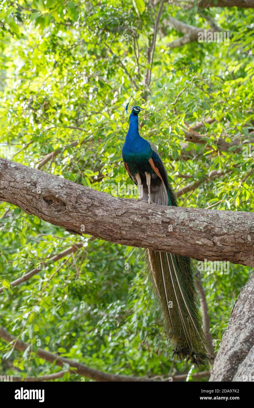 Peafhibou indien Pavo cristatus Mareeba, Queensland, Australie 4 novembre 2019 Homme adulte Phasianidae Banque D'Images