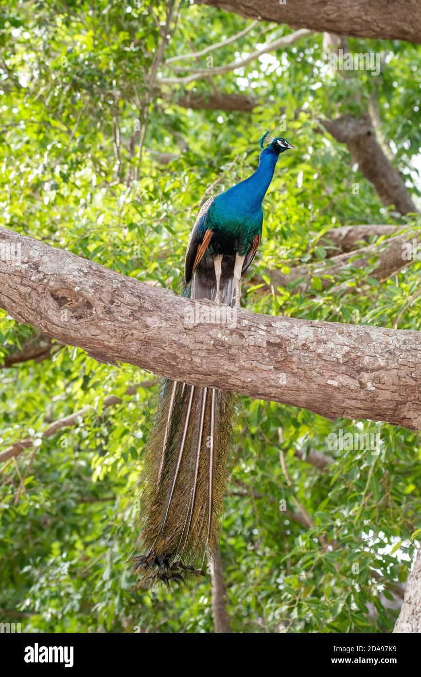 Peafhibou indien Pavo cristatus Mareeba, Queensland, Australie 4 novembre 2019 Homme adulte Phasianidae Banque D'Images