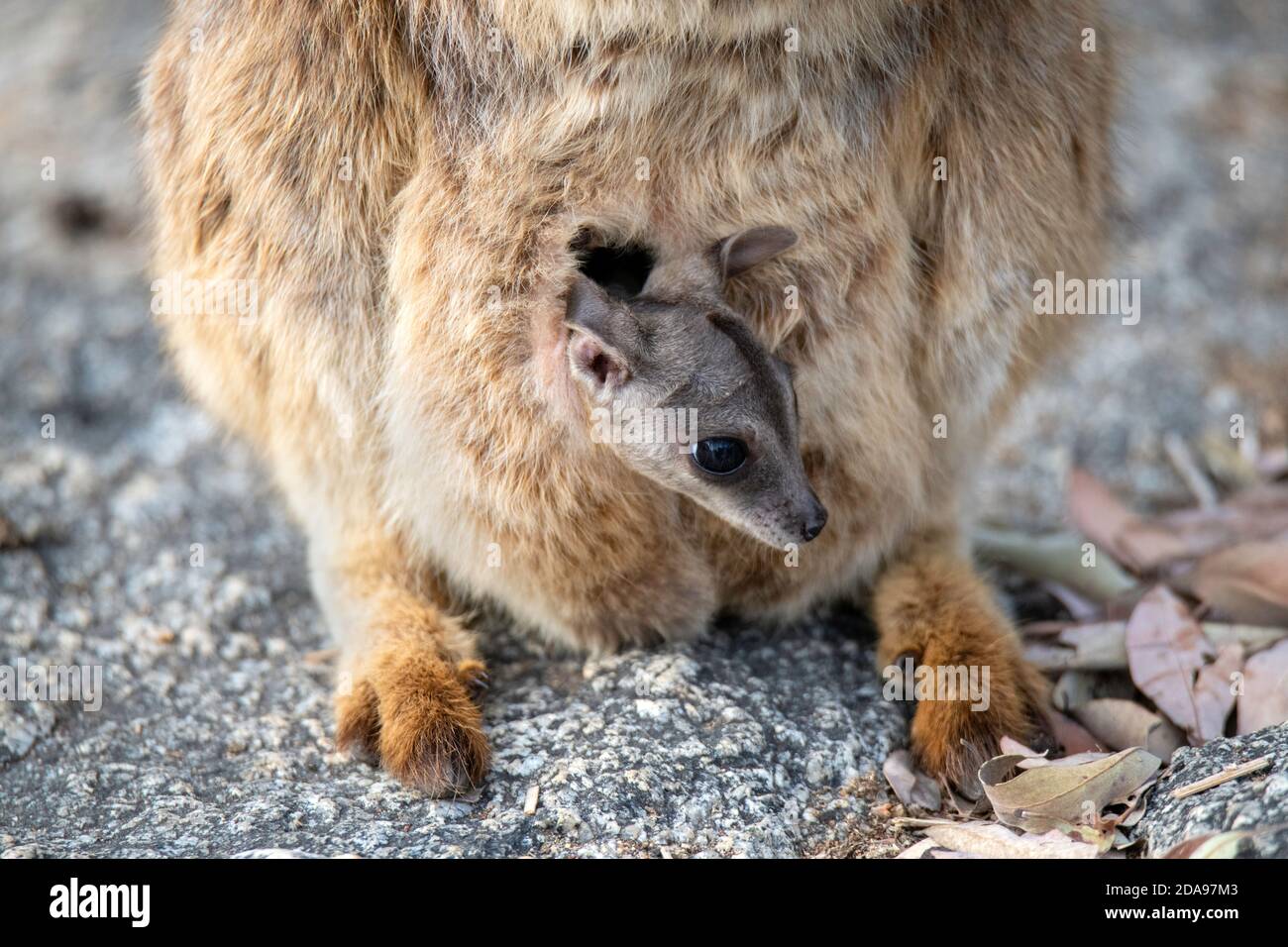 Mareeba Rock-Wallaby Petrogale mareeba Mareeba, Queensland, Australie 4 novembre 2019 Adulte et joey Macropodidae Banque D'Images