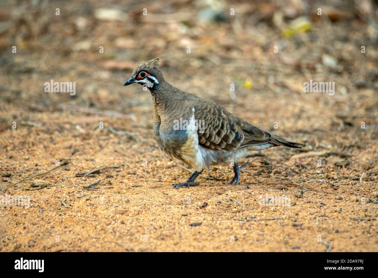 Squatter Pigeon Geophaps scripta Mareeba, Queensland, Australie 4 novembre 2019 Adulte Columbidae Banque D'Images