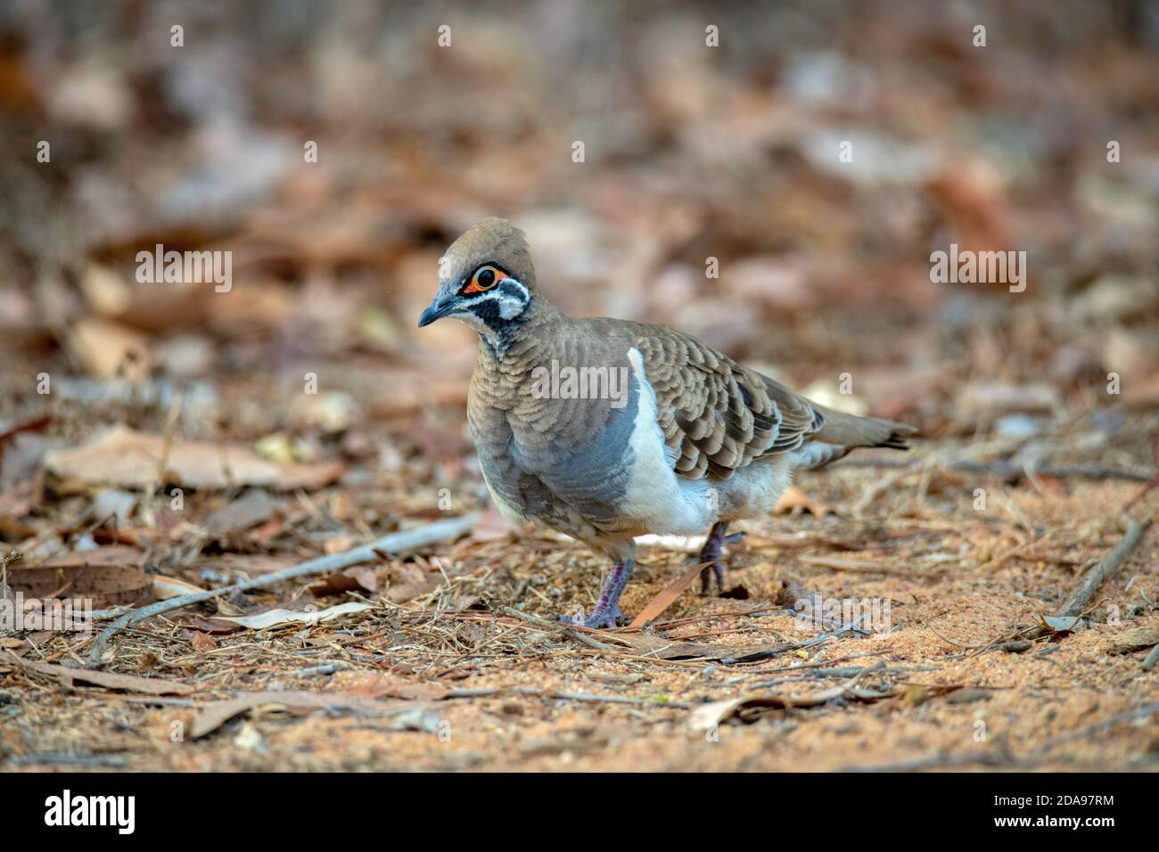 Squatter Pigeon Geophaps scripta Mareeba, Queensland, Australie 4 novembre 2019 Adulte Columbidae Banque D'Images