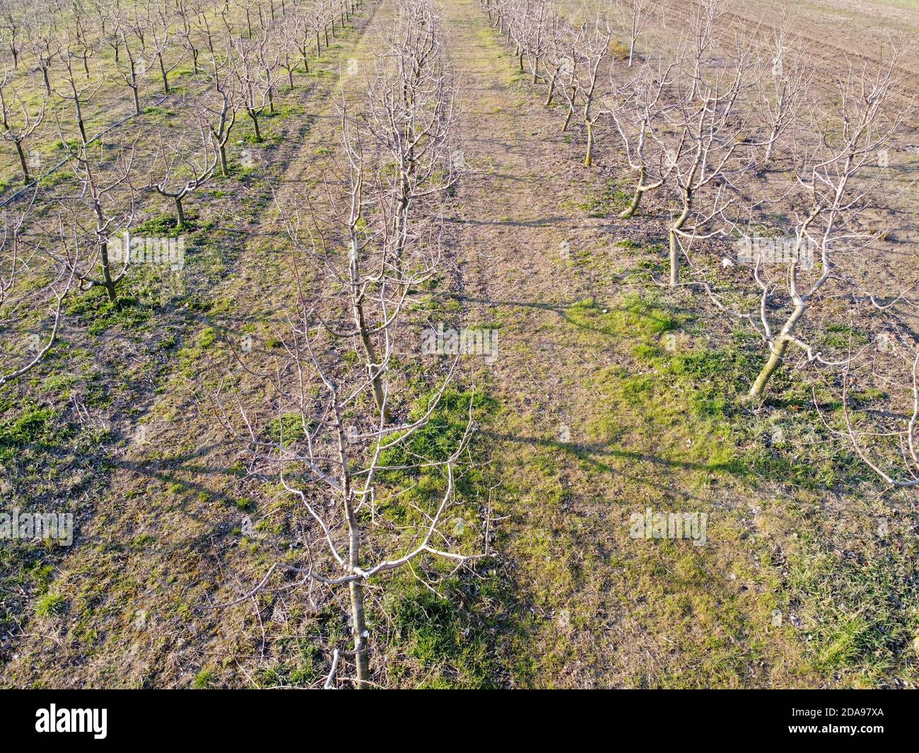 Éveil du verger de pomme avec le début de la chaleur. Banque D'Images