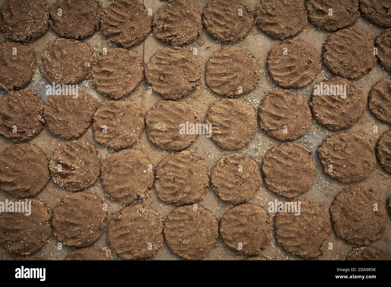 Varanasi, Inde, janvier 2008. Gâteaux de poule de vache séchant au soleil. Banque D'Images