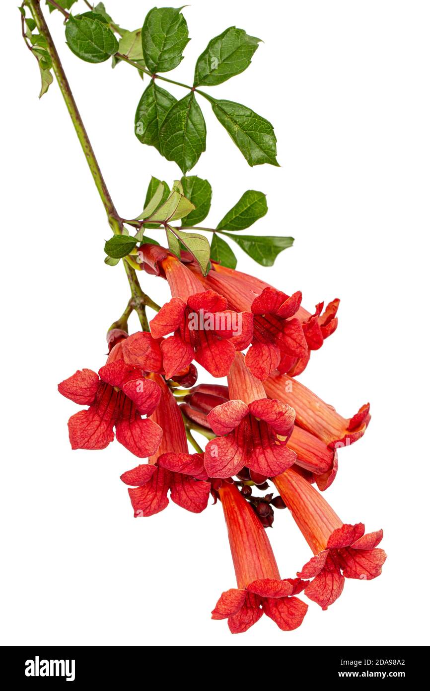 Campsis radicans xl - lot de 2 - plante grimpante - 17 cm - hauteur 110