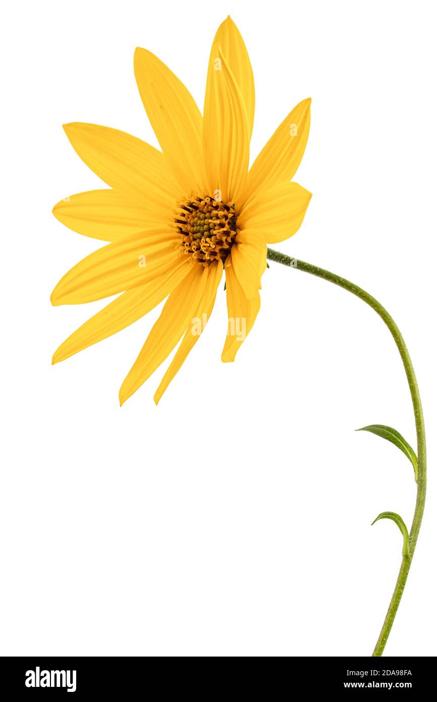 Fleurs de Jérusalem Artichaut (pomme terrestre), lat. Helianthus tuberosus L. ou girasol, isolé sur fond blanc Banque D'Images