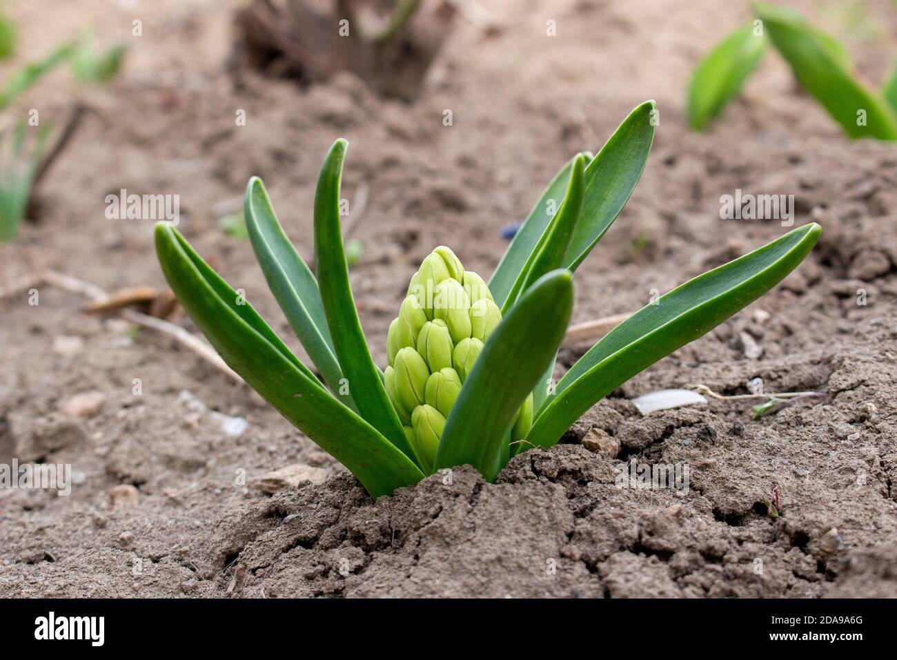 La jacinthus orientalis fleurit son bourgeon au début du printemps. Banque D'Images