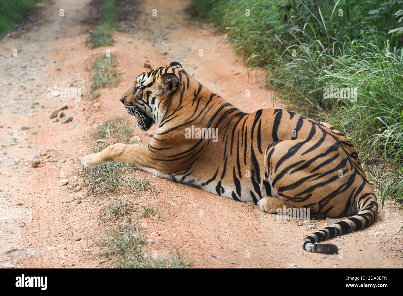 Tigre du Bengale eau potable près du cours d'eau de la forêt dans son ...