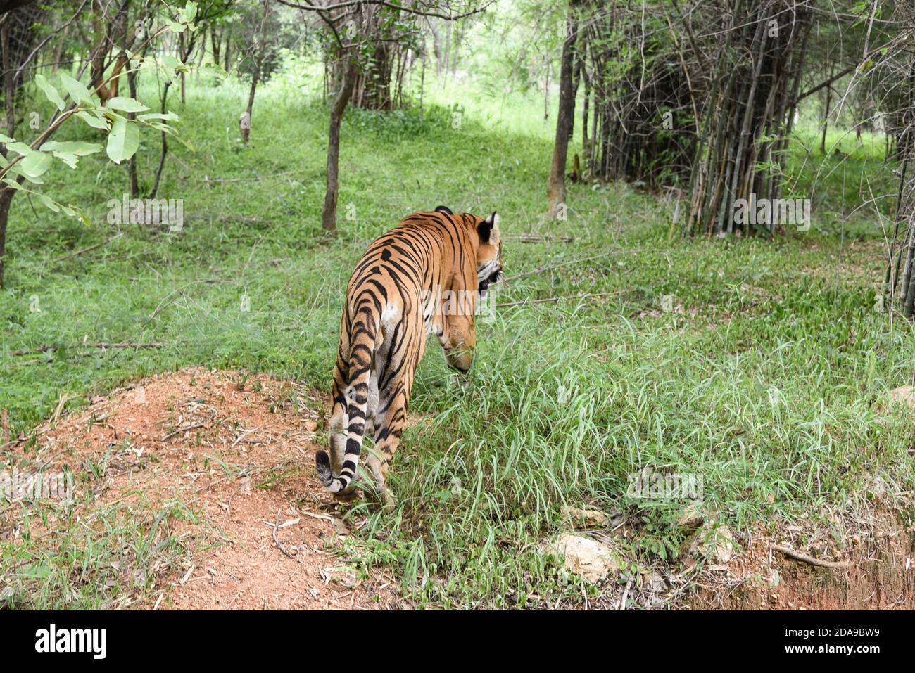 Tigre du Bengale eau potable près du cours d'eau de la forêt dans son ...