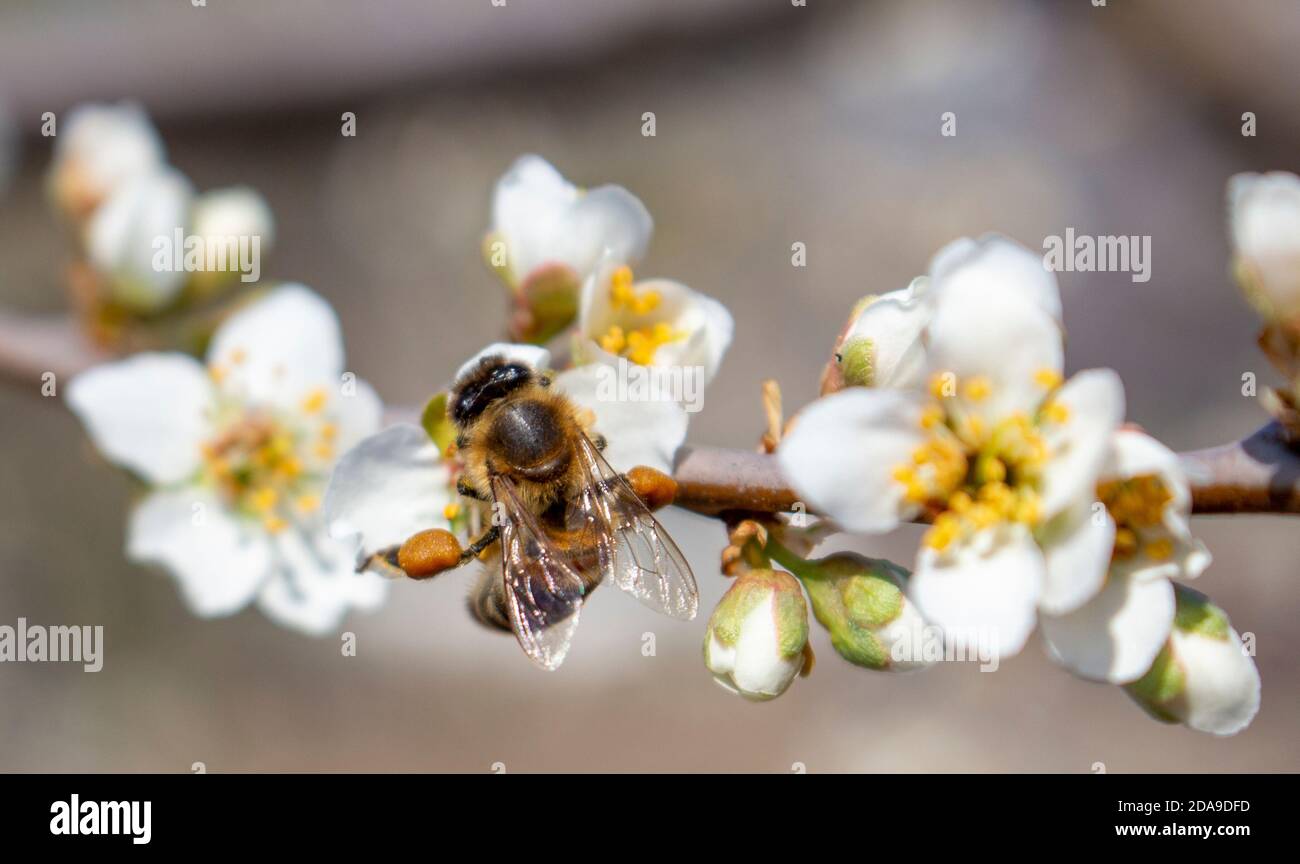 Apiculture, abeilles de près, pollinisation des fruits et collecte du miel. Banque D'Images