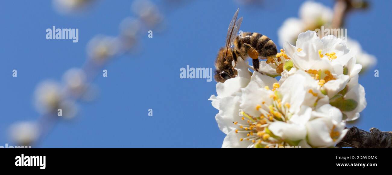 Apiculture, abeilles de près, pollinisation des fruits et collecte du miel. Banque D'Images