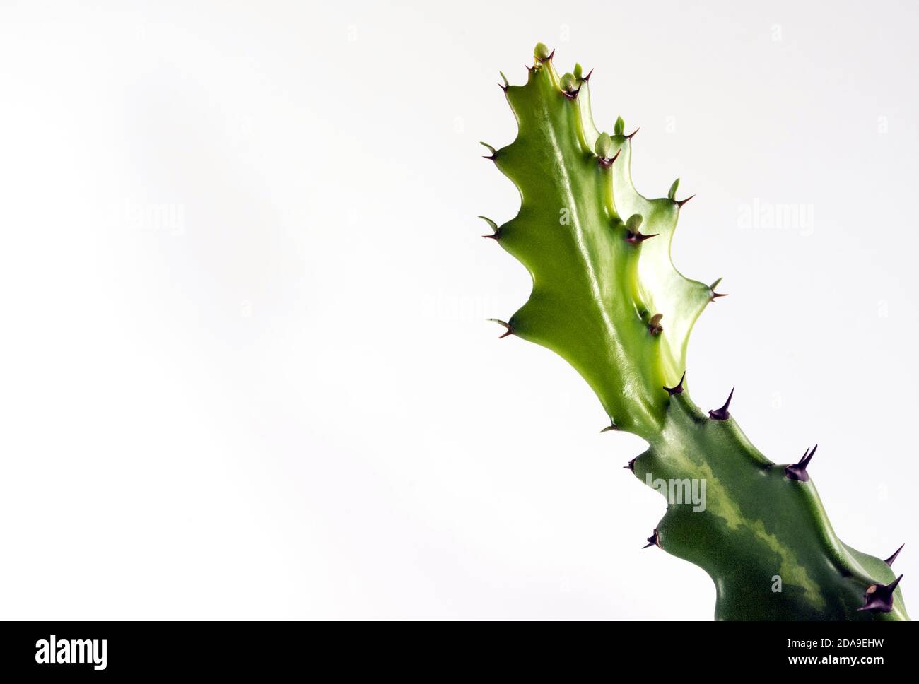 Bourgeon vert fraîcheur d'Euphorbia lactea, succulent plant isolé sur fond blanc Banque D'Images
