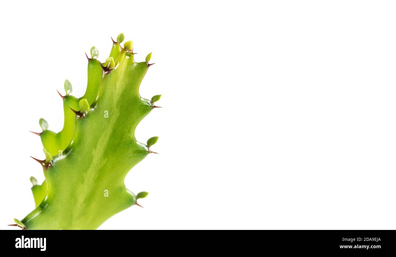 Bourgeon vert fraîcheur d'Euphorbia lactea, succulent plant isolé sur fond blanc Banque D'Images