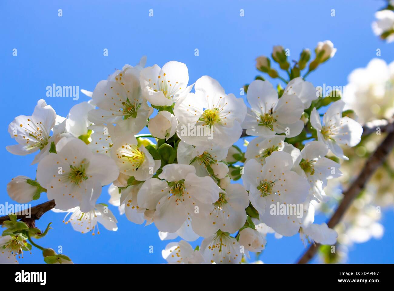 Cerisiers en fleurs, fleurs sur une branche sur fond de ciel bleu. Banque D'Images