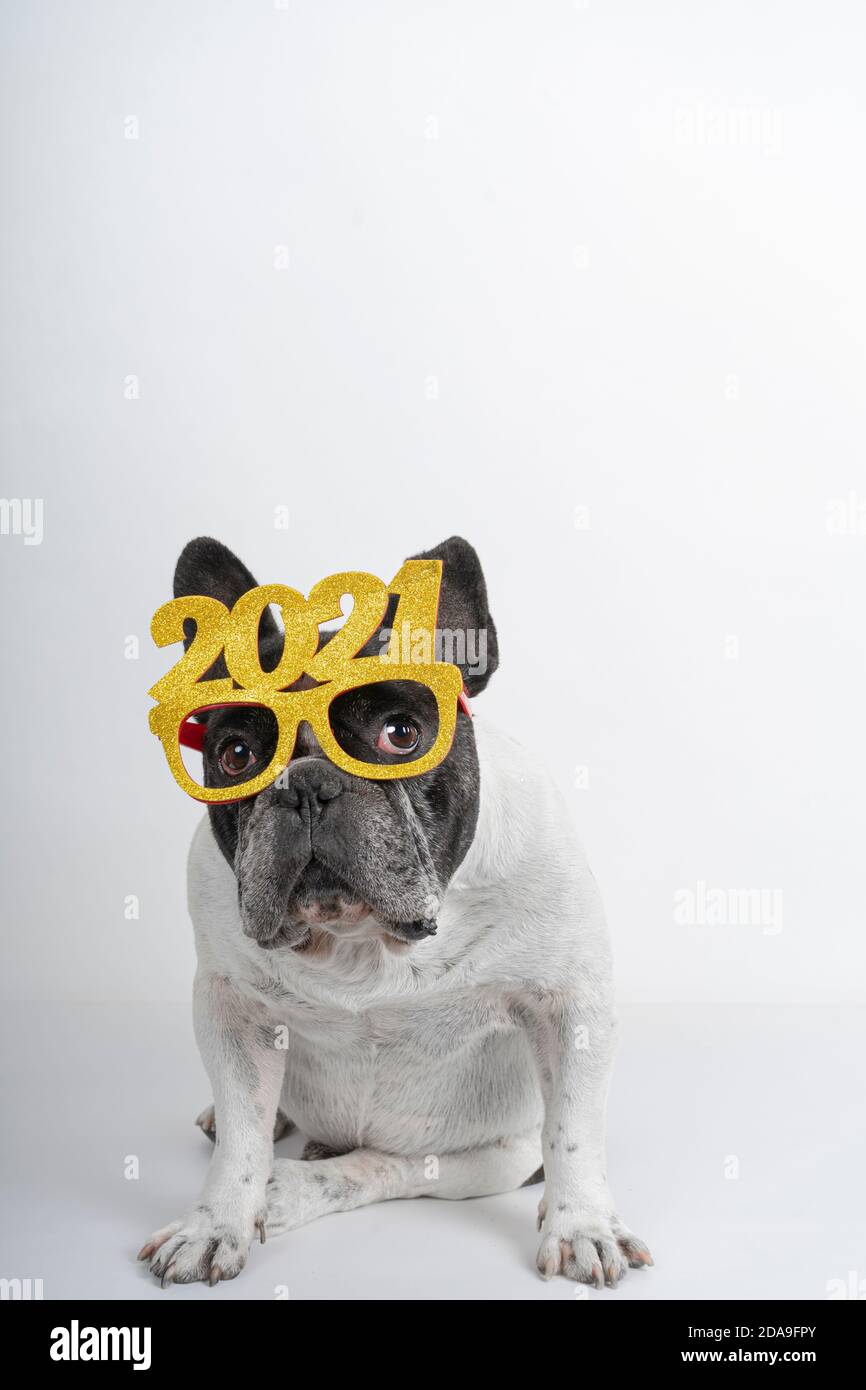 bulldog français portant des lunettes de texte « happy new year 2021 » avec espace pour les copies. Banque D'Images