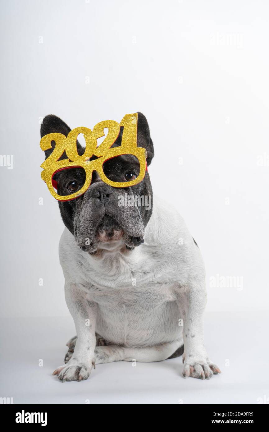 chien de taureau français avec des lunettes de texte « happy new year 2021 ». Isolé sur fond blanc. Banque D'Images