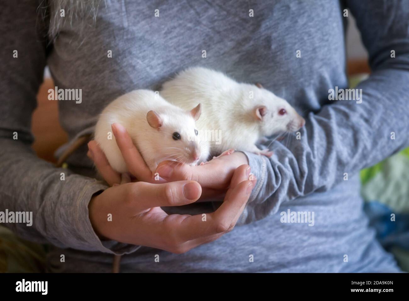 Deux petits rats blancs dans les mains d'une femme gros plan. Banque D'Images