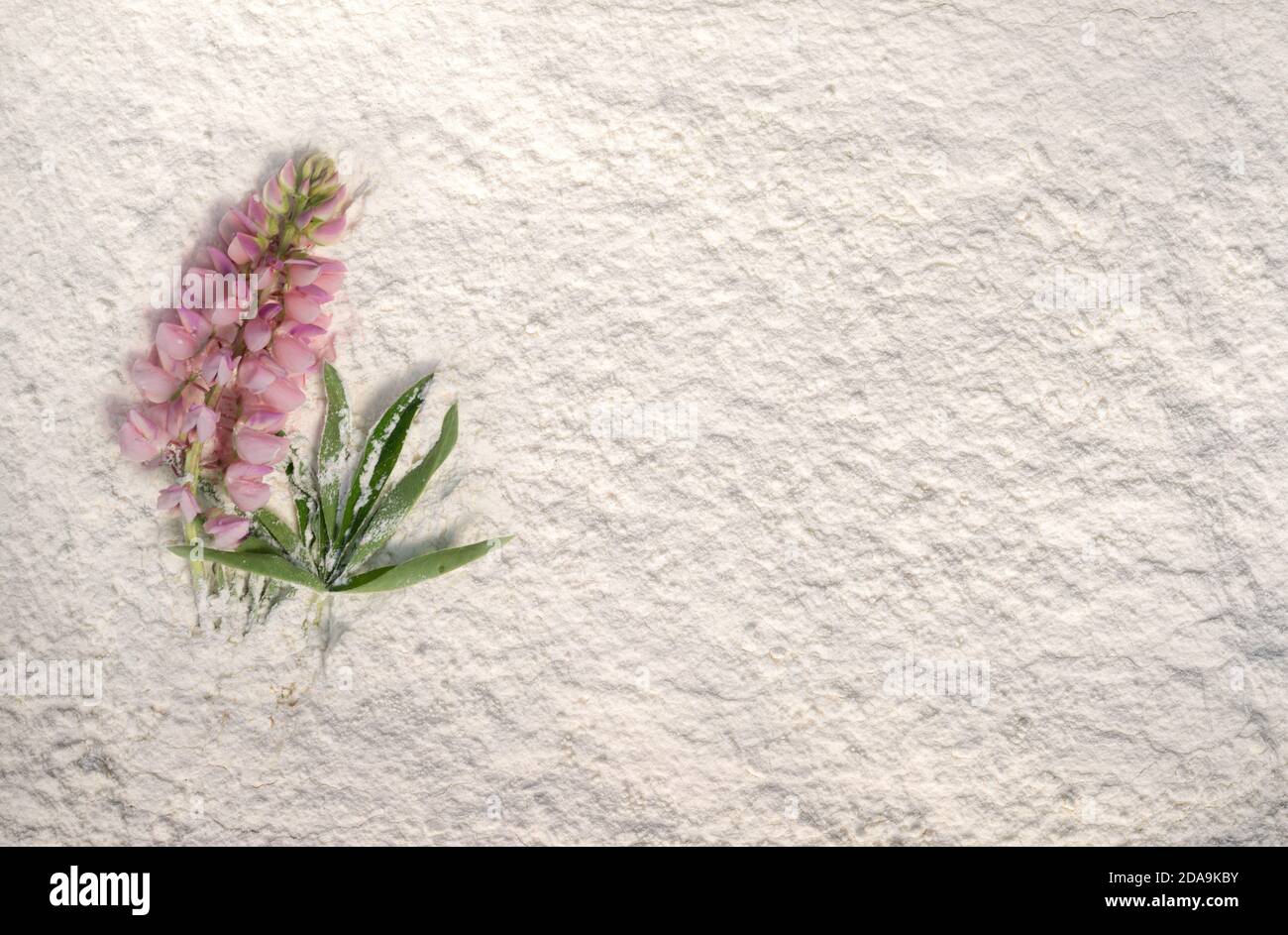 Belle lupin rose couché sur une poudre blanche. Banque D'Images