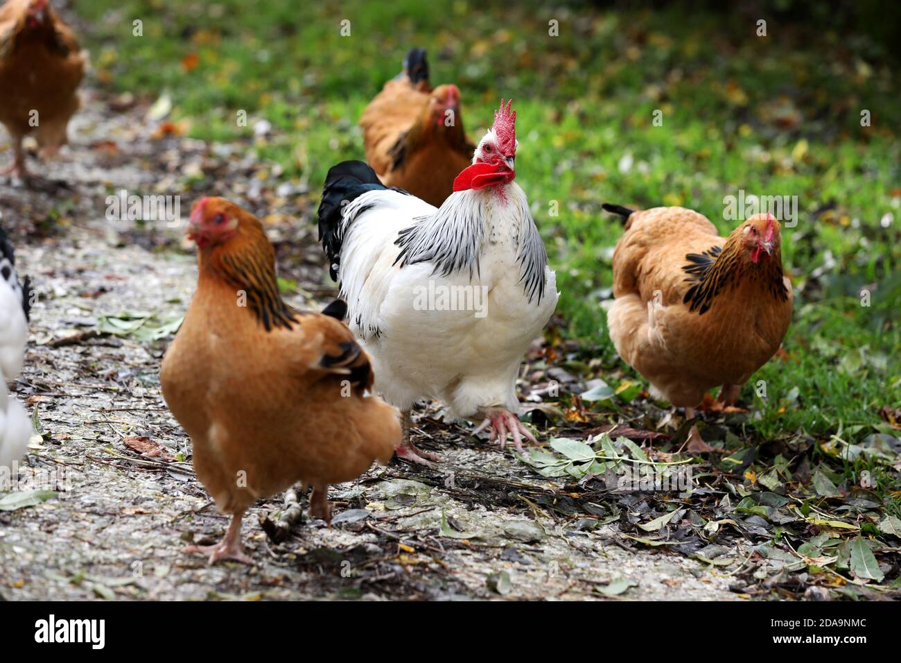 Poulets vivant leur meilleure vie à Sussex, Royaume-Uni. Banque D'Images