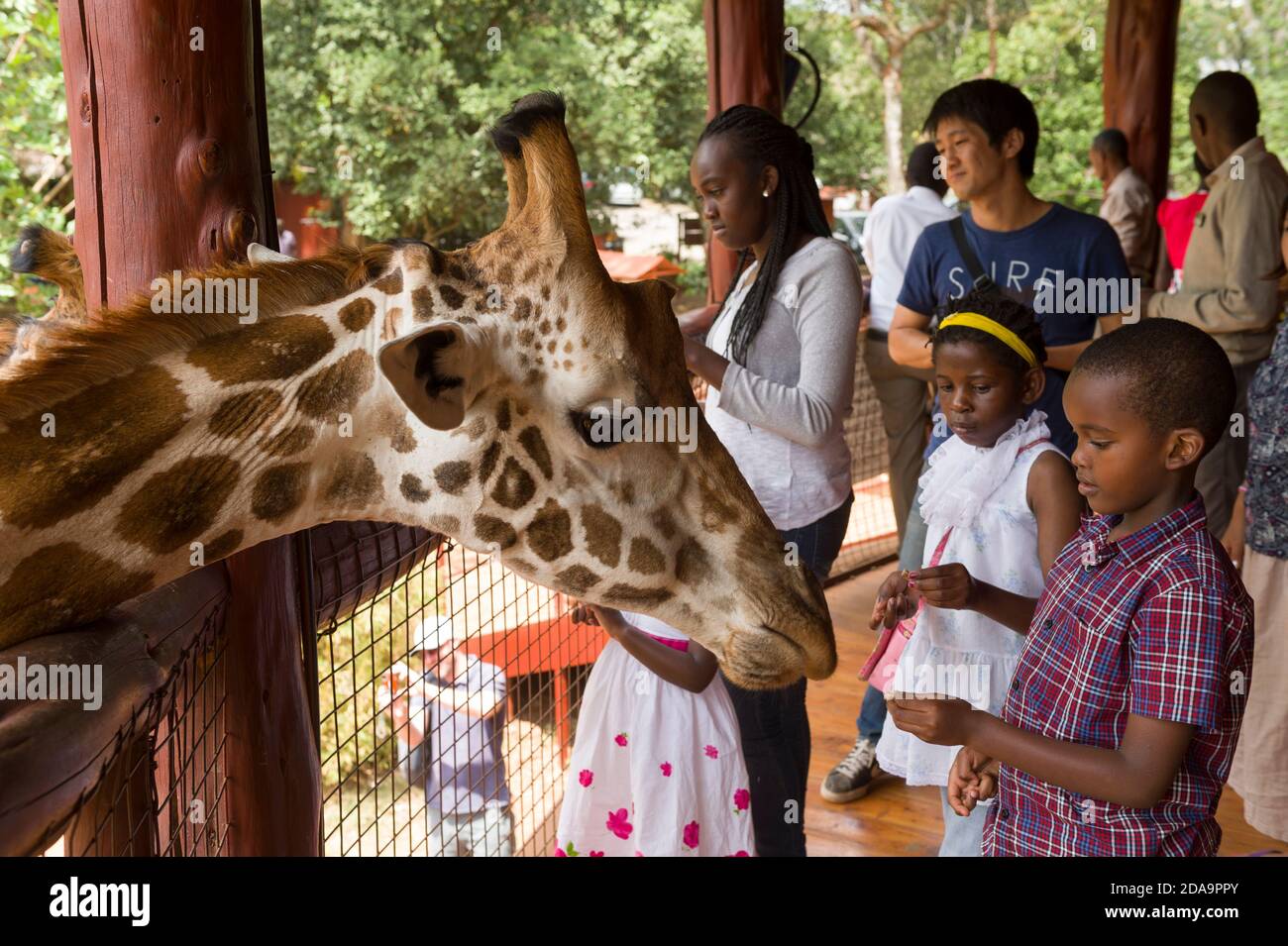 Les visiteurs qui nourrissent une girafe Rothschild en voie de disparition au Giraffe Centre, Nairobi, Kenya. Le centre est géré par le Fonds africain pour les espèces en péril (A. Banque D'Images