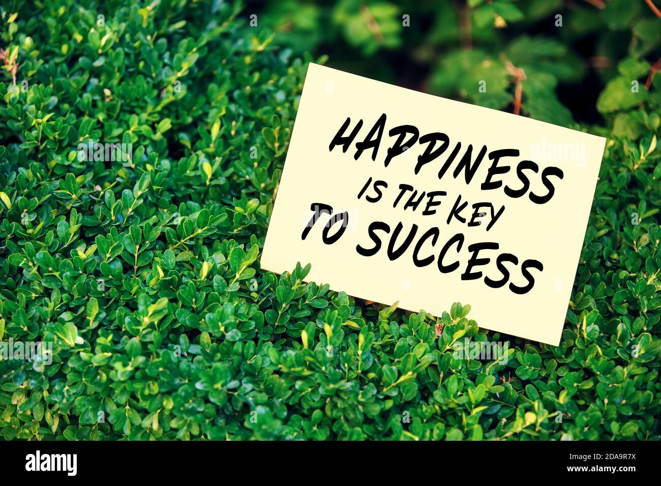 Motivation Citation Inspirante Le Bonheur Est La Cle Du Succes Ecrit Sur Le Papier Dans Un Jardin Avec Des Plantes Vertes Photo Stock Alamy