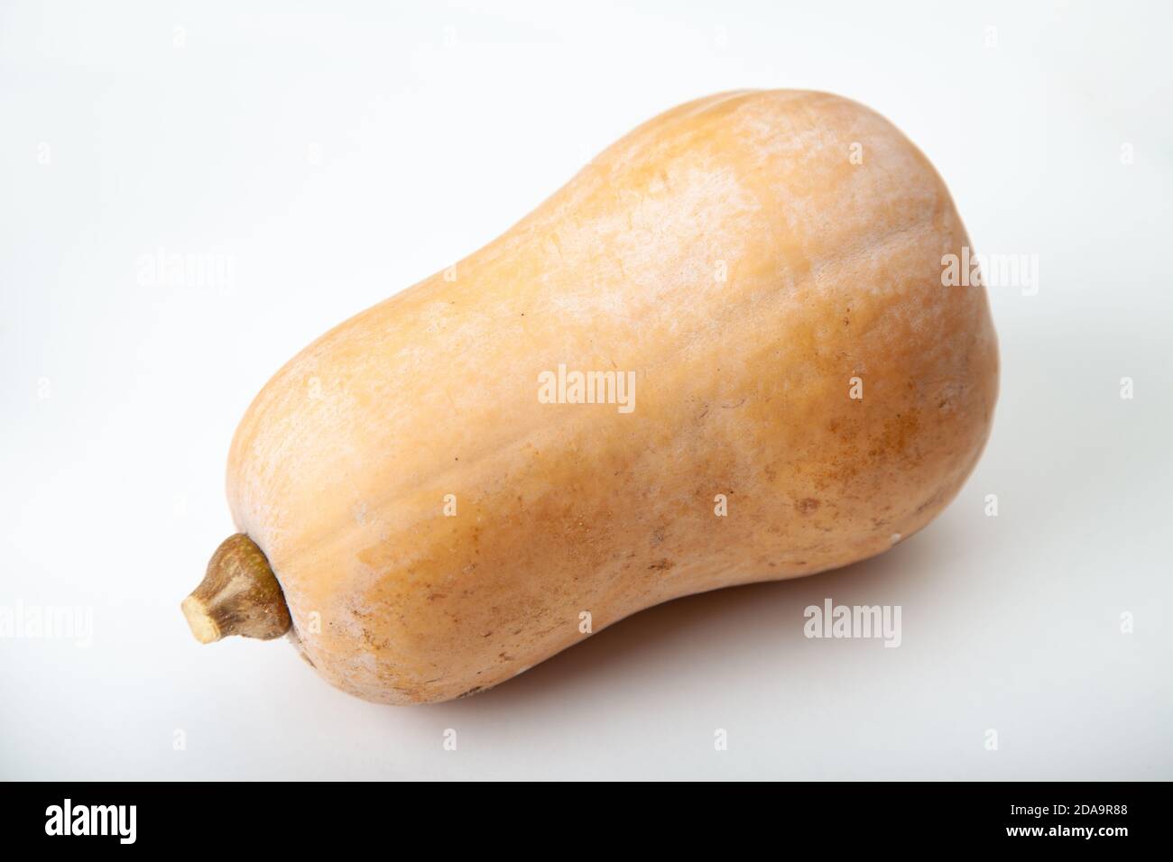 Courge butternut photographié sur un fond blanc Banque D'Images