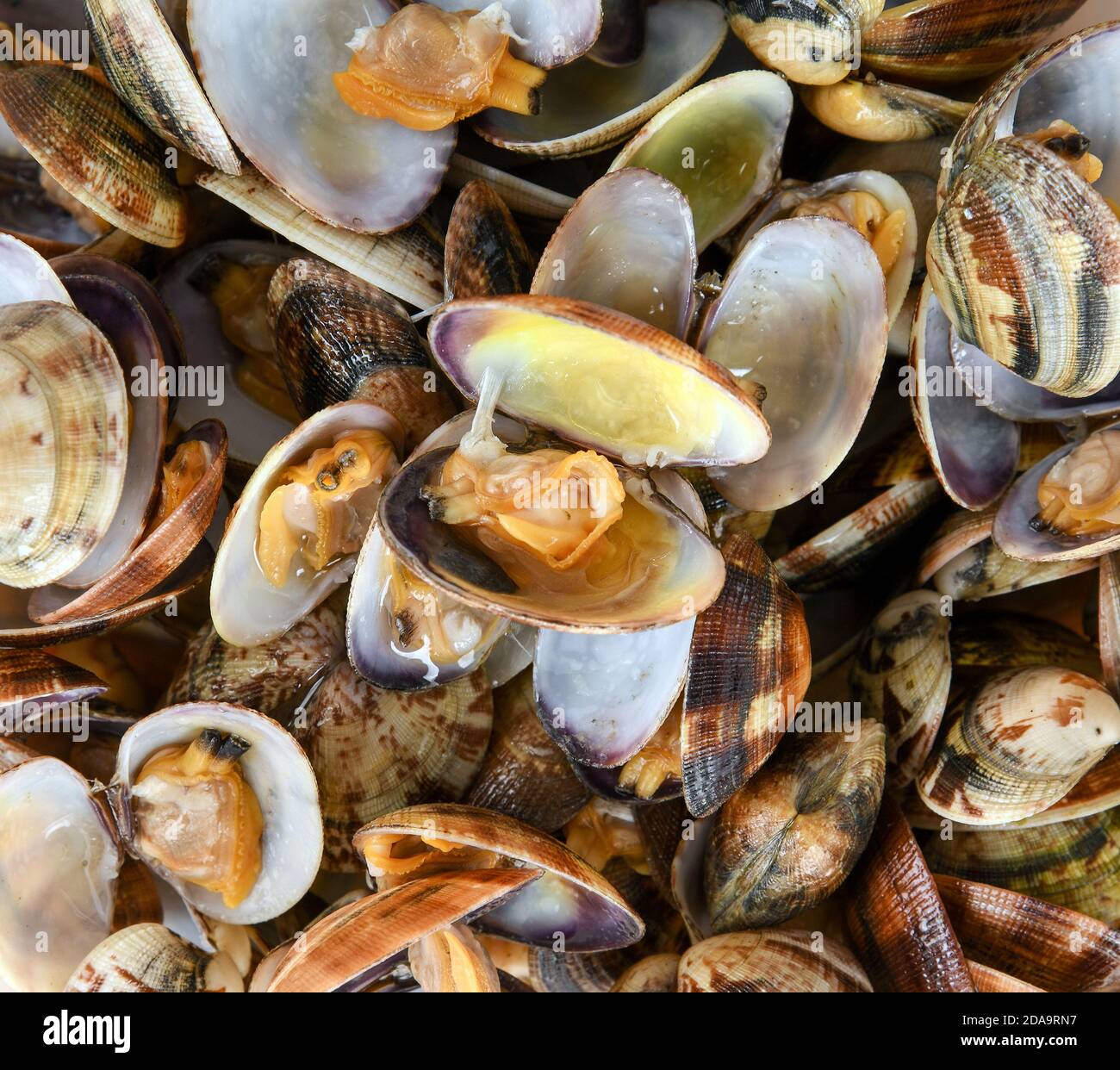 Texture d'arrière-plan des palourdes fraîches dans leurs coquilles avec un affiché ouvert sur le dessus pour révéler les mollusques à l'intérieur format carré plein format Banque D'Images