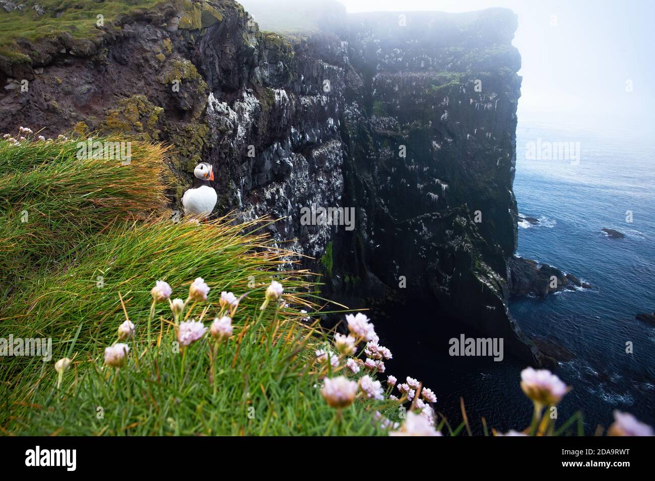 Macareux de l'Atlantique qui regarde l'océan sur la falaise en Islande Banque D'Images