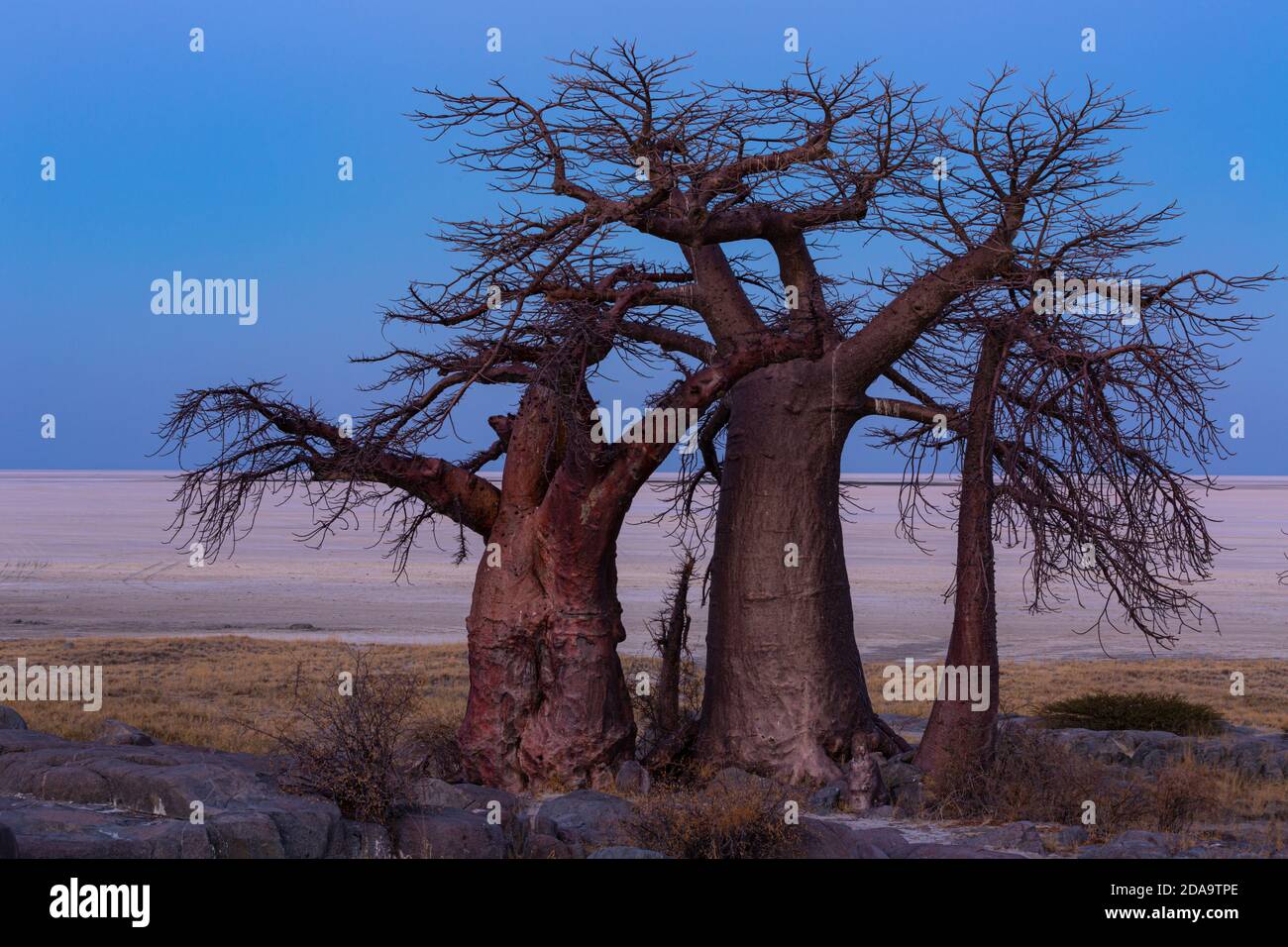 Trois baobabs sur le bord de la poêle Banque D'Images