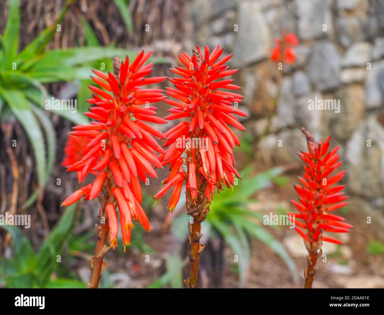 Aloès arborescens, fleurs rouges dans le fond de la paroi de la stonie, gros plan. L'aloe de Krantz ou l'aloe de Candelabra est une plante à fleurs de la famille des Asphodelaceae. Banque D'Images