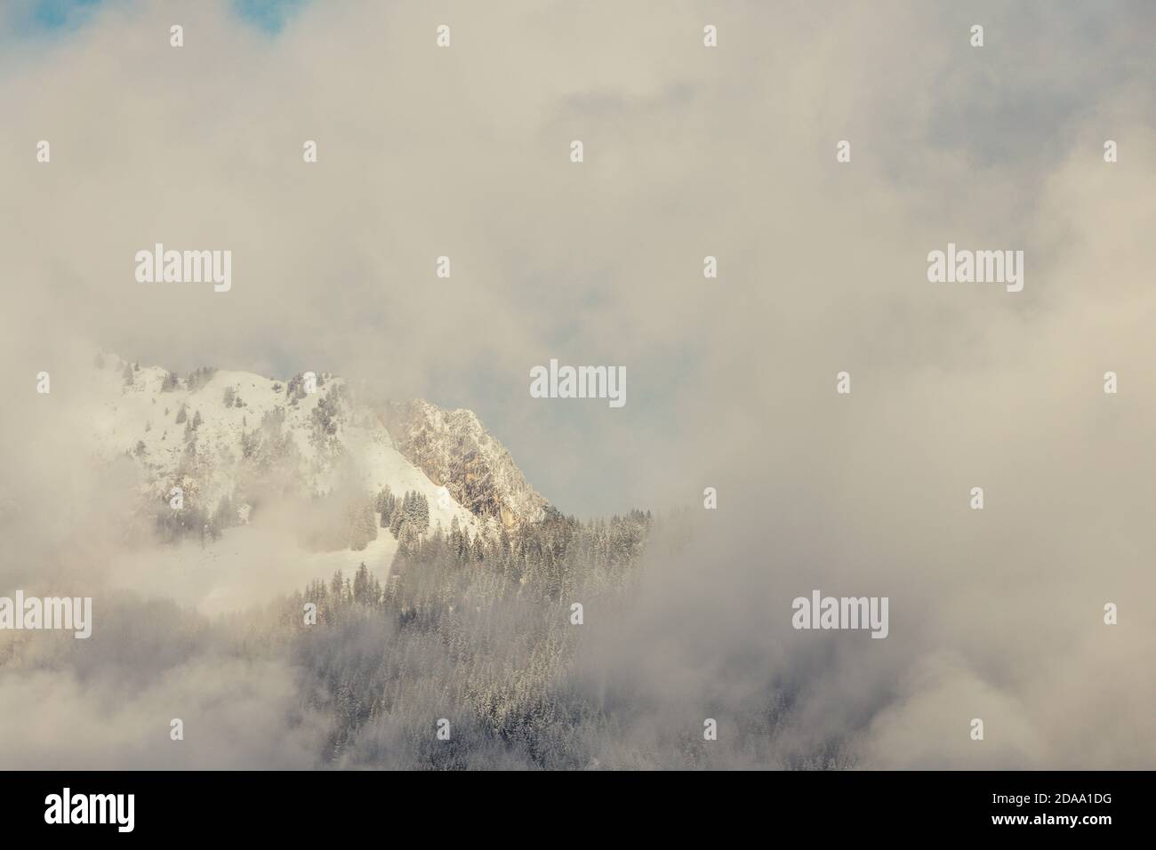 Vue sur les Alpes françaises avec pins Banque D'Images