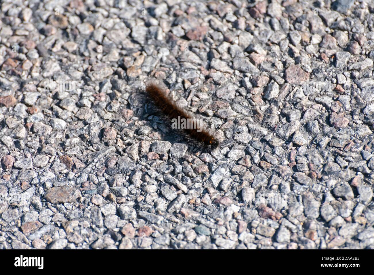 Cream spot Tiger Moth caterpillar sur la route Banque D'Images