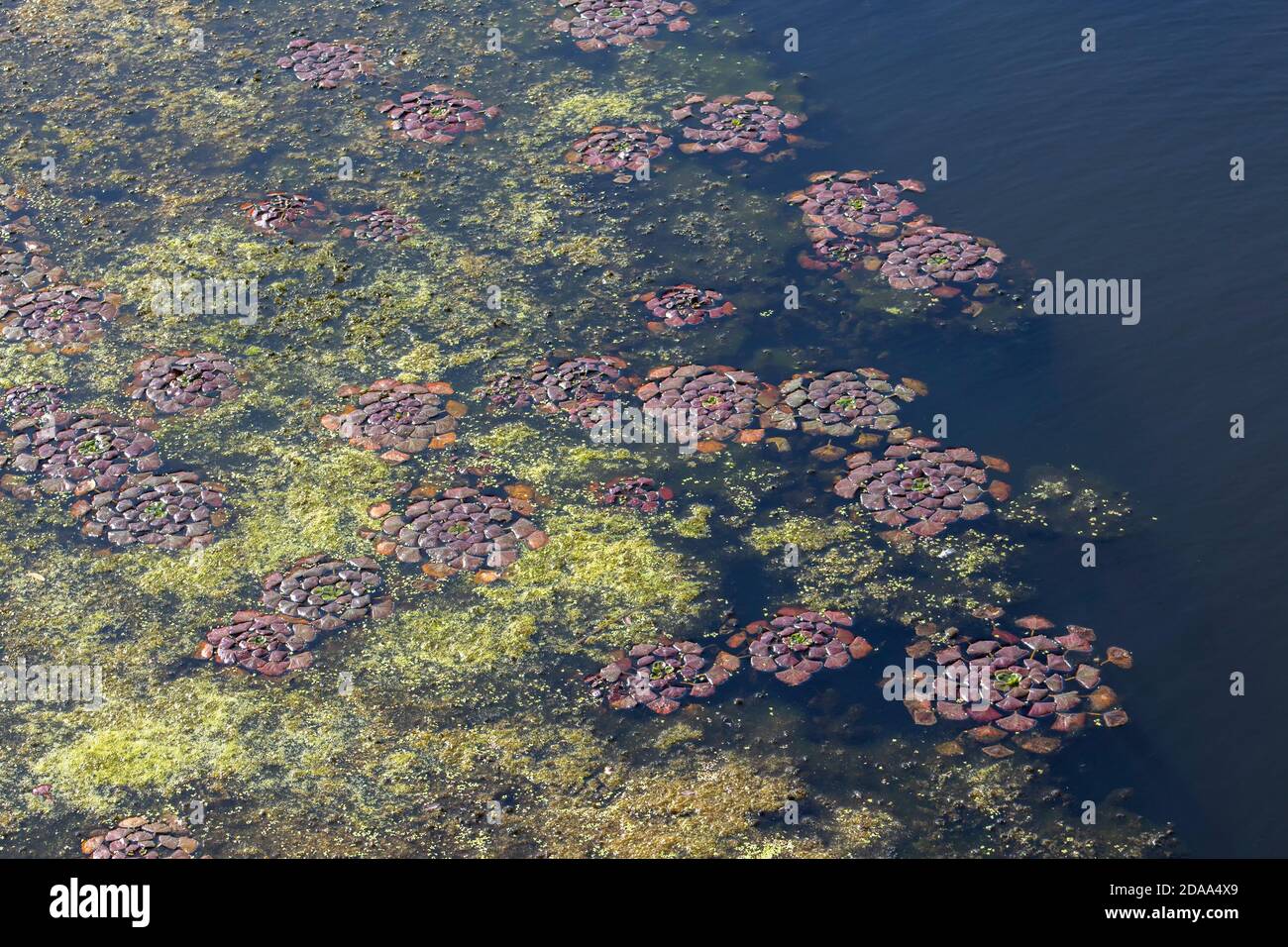 Algues en forme de fleur feuillue dans les eaux bleues de la rivière. Banque D'Images