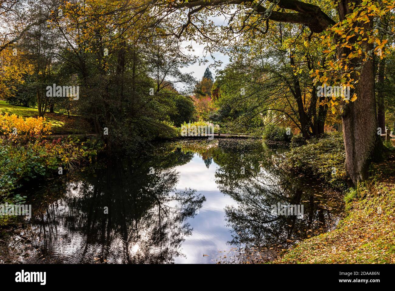 Couleurs d'automne sur un étang dans les jardins aquatiques de Wakehurst Gardens, Sussex, Royaume-Uni Banque D'Images