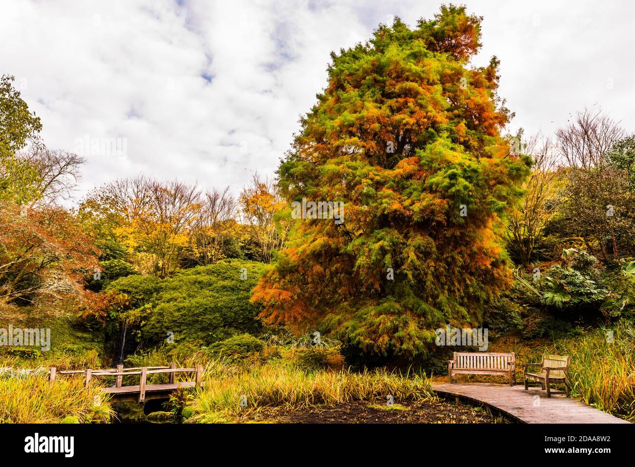 Couleurs d'automne dans les jardins aquatiques de Wakehurst Gardens, Sussex, Royaume-Uni Banque D'Images
