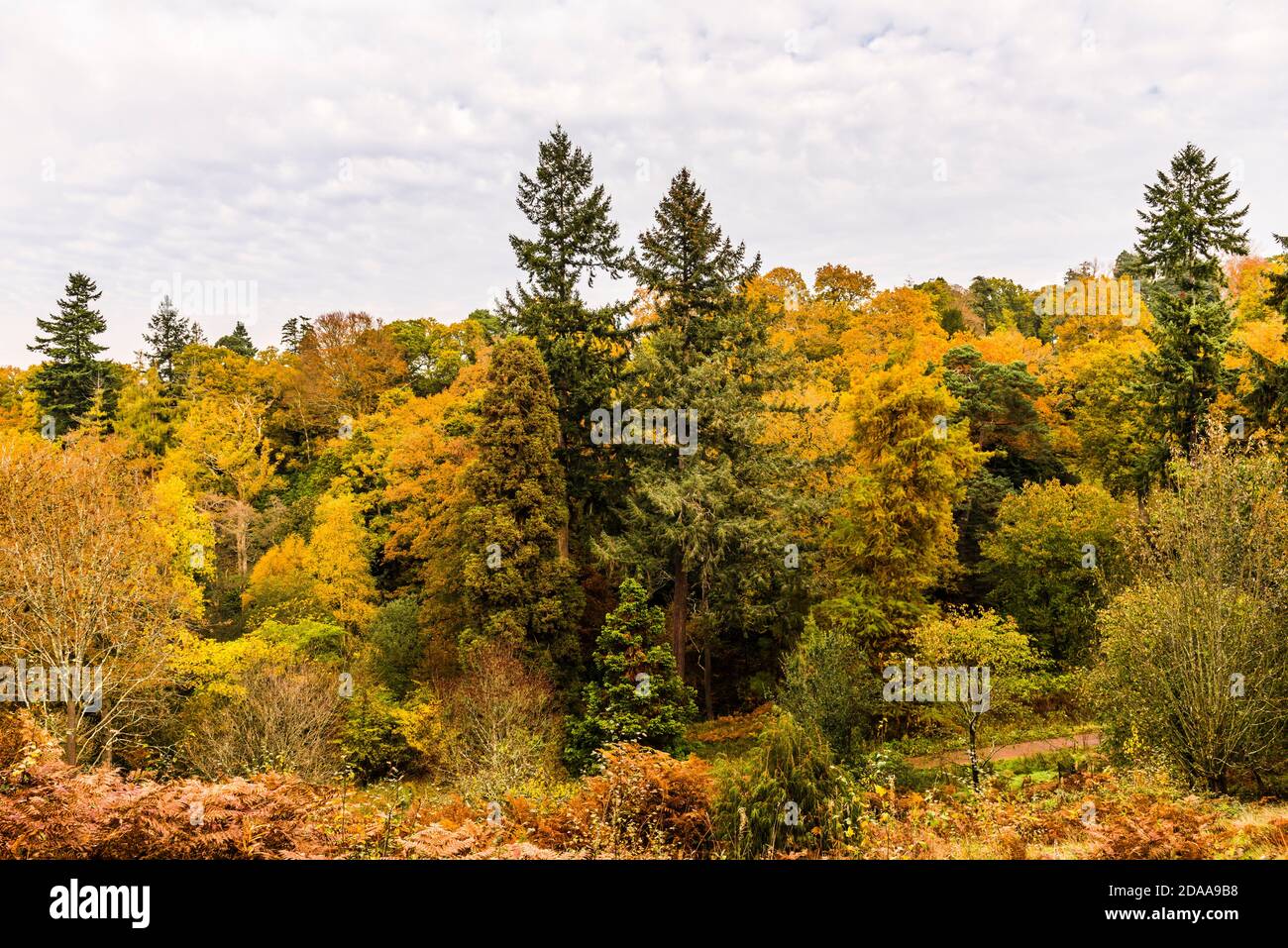 Couleurs d'automne dans la vallée de Westwood à Wakehurst Gardens, Sussex, Royaume-Uni Banque D'Images