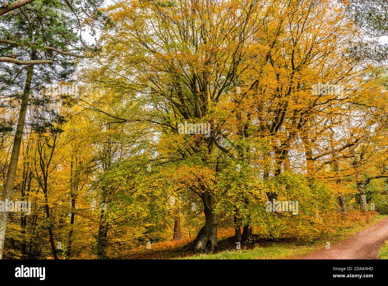 Couleurs d'automne jaunes dans la vallée de Westwood à Wakehurst Gardens, Sussex, Royaume-Uni Banque D'Images